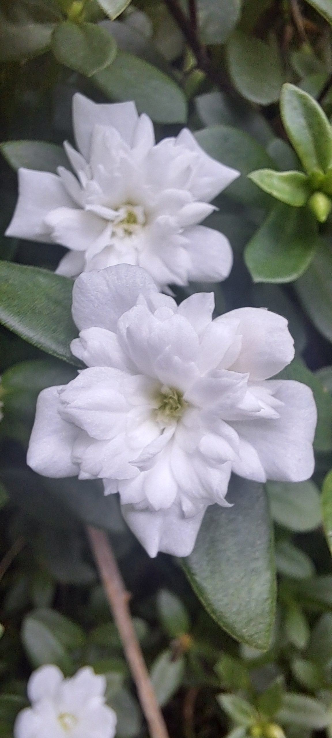 Flora nativa da região